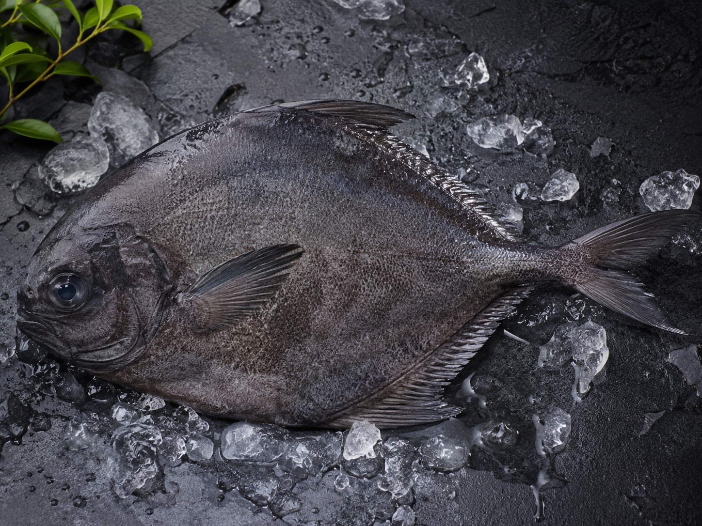 Black Pomfret