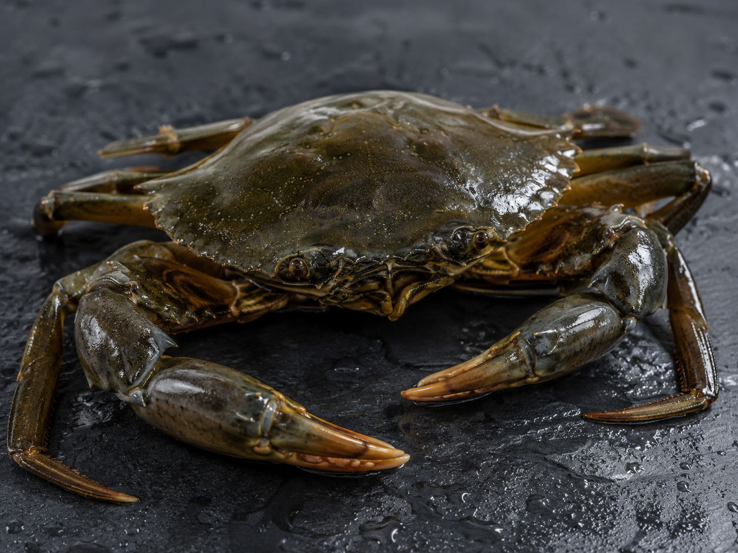 Live Mud Crabs