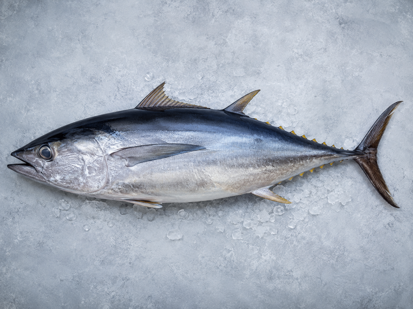 Tuna
